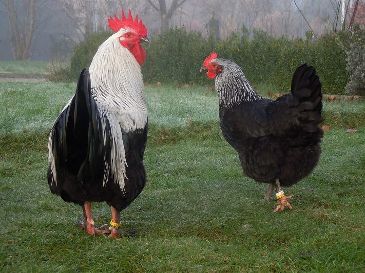Marans, schwarz-silber (MSS/NCA)
